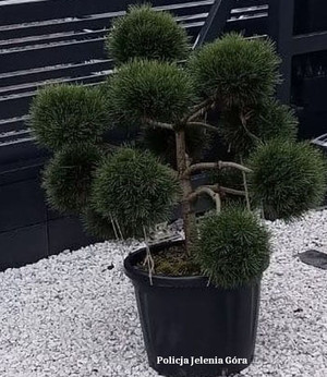 bonsai