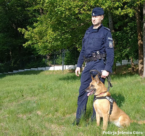 Policjanci zabezpieczyli środki odurzające, które znalazła Modena - pies do wyszukiwania zapachów narkotyków