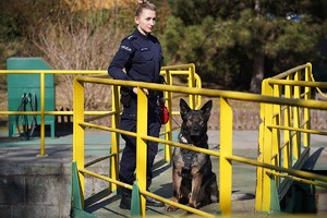 Zostań przewodnikiem psa służbowego w dolnośląskiej Policji