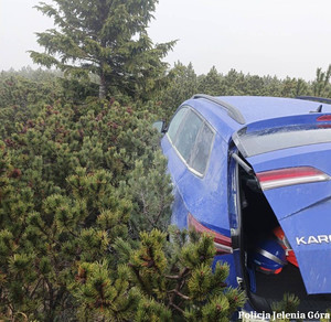 skoda w kosodrzewinie