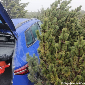 skoda w kosodrzewinie