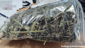 zabezpieczona marihuana