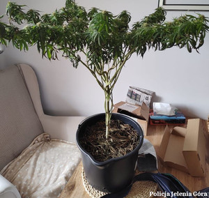 zabezpieczone narkotyki