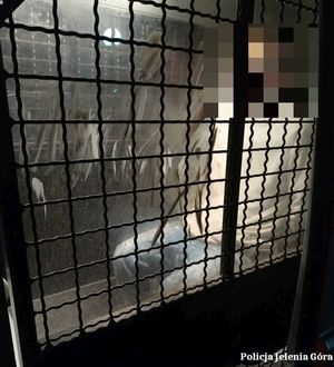 Jeleniogórscy policjanci zatrzymali w ciągu jednego dnia 14 osób poszukiwanych w ramach działań na terenie regionu