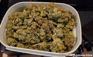 zabezpieczona marihuana