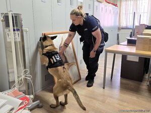 policjantka z psem