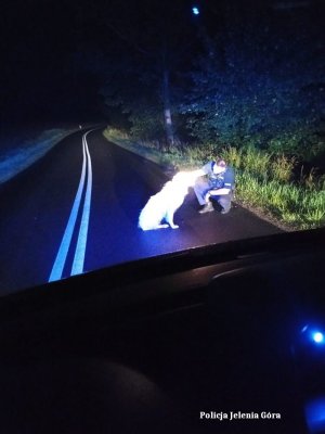 Jeleniogórscy policjanci z sercem do czworonoga.